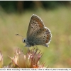 aricia artaxerxes male1 cherk